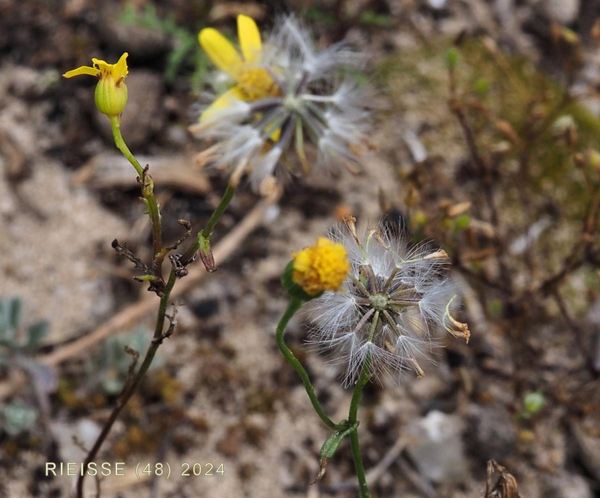 Ragwort, Mediterranean fruit